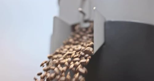 Production Coffee Beans Roasting Factory Process Spills Roasted Coffee Beans From a Discharging Flap