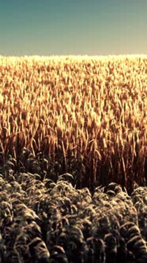 Agricultural Wheat Field Under Sunset