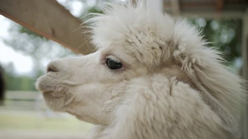 Fluffy White Alpaca Side View Alpaca Farm