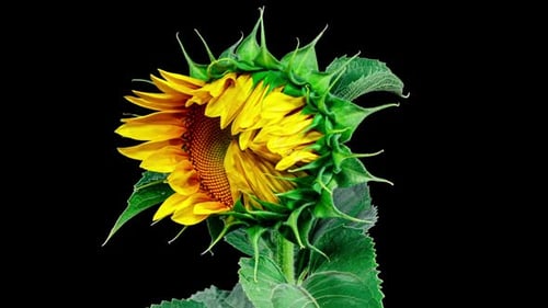 Yellow Sunflower Head Blooming in Time Lapse. Opening Flower on a Black Background from Bud