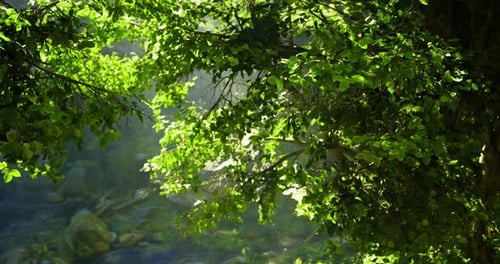 Lush Green Foliage Illuminated By Gentle Sunlight in a Tranquil Natural Setting