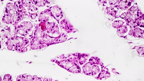 Section of Human Glandular Epithelium at Microscopic Slide 400x Filmed on Bright Field