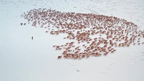 Vista aérea: montanhas cobertas de neve e rebanhos selvagens