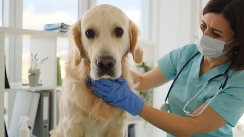 Golden Retriever Dog in Veterinary Clinic