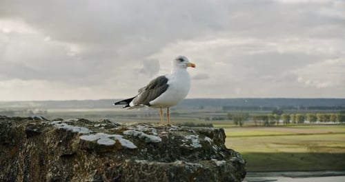 Möwe steht auf einem Felsen. Nahaufnahme von weißen Vogelmöwen