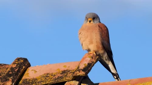 Turmfalke