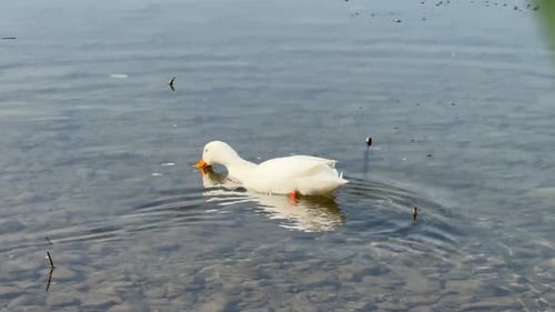 Alimentación de patos en el lago