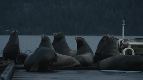 Peaceful California Sea Lions Resting on Dockside at Twilight