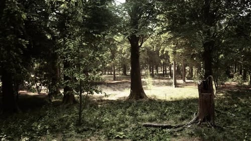 A Lush Green Forest with Tall Trees and Dense Vegetation