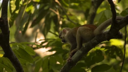 Common Squirrel Monkey Jumping On Other Branches Of A Tree In Wilderness. Low Angle, Tracking Shot