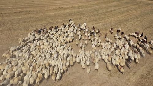 Vue aérienne d'un troupeau de moutons dans une prairie