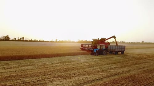 Aerial Drone View Overloading Grain From Combine Harvesters Into Grain Truck in Field Harvester