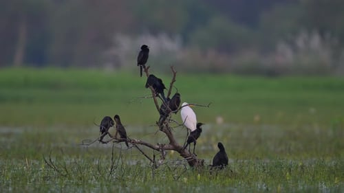 Herde Kormorane auf Baum