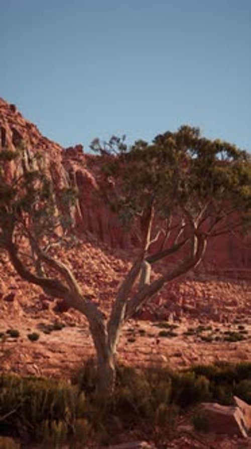 Lone Tree Standing in Nevada Desert