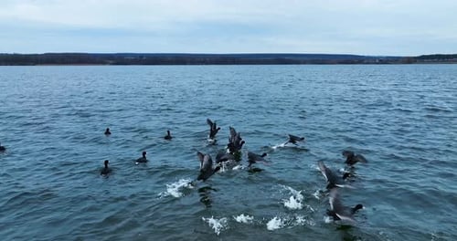 Birds Take Flight on Wavy Lake Surface