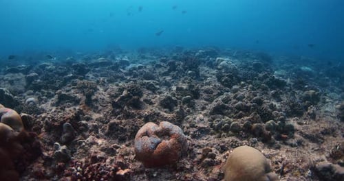 Underwater Diving View with Corals and Tropical Fish in Blue Ocean