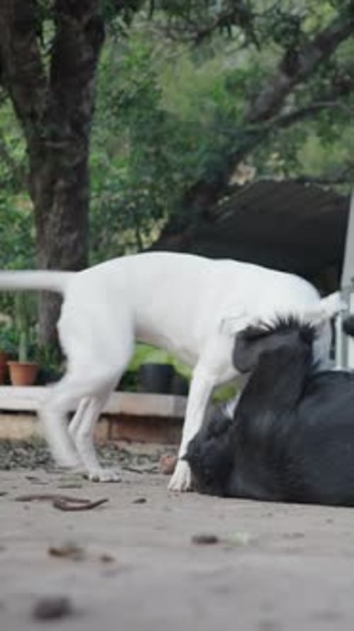Black and White Dog Playfight in the Backyard