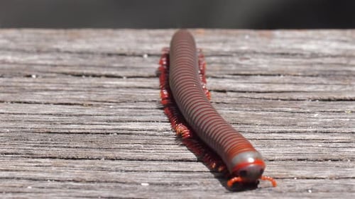 Primer plano cautivador de un milpiés que se arrastra por una escalera de madera en un bosque