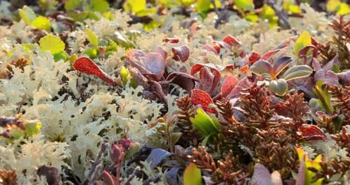 Primer plano de los
líquenes de la tundra ártica. Se encuentra principalmente en áreas de la tundra ártica, la tundra alpina,
es