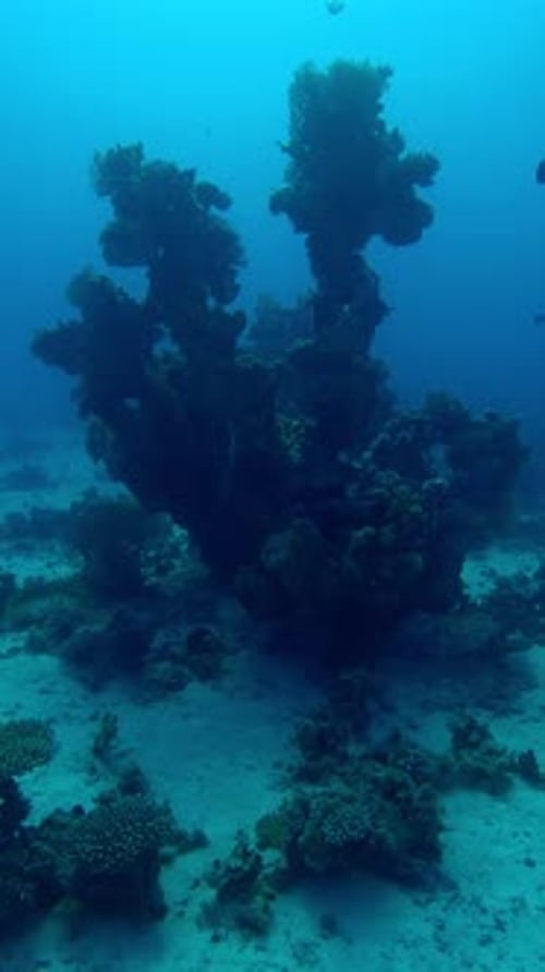 Unusual corals shape on coral reef in backlight, Slow motion