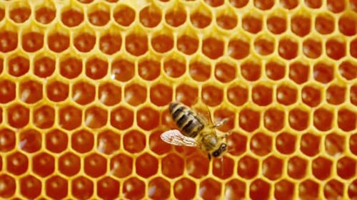 Close Up of Honeybee on Honeycomb Frame Outdoors in an Apiary