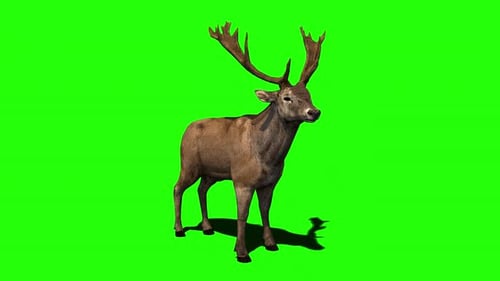 Hirsch oder Reh auf Greenscreen