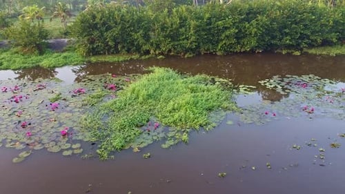 Water lily blooming, River side Water lily in the stream, inland water body, Beautiful aerial shot,
