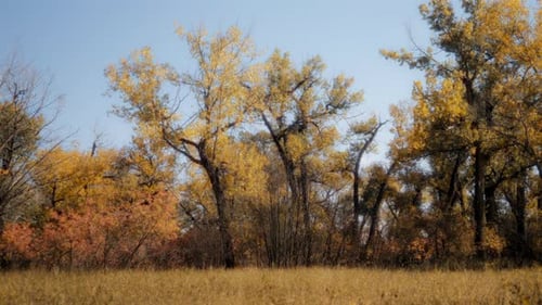 Autumn landscape of meadow and forest
