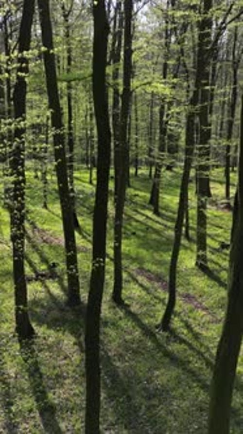 Se déplacer dans une forêt printanière avec soleil