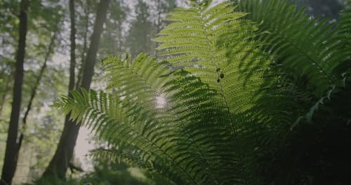 Magical green forest: Closeup of the Sun flickering through vibrant green fern branches. Low angle s