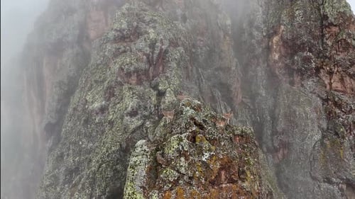Bergziegen