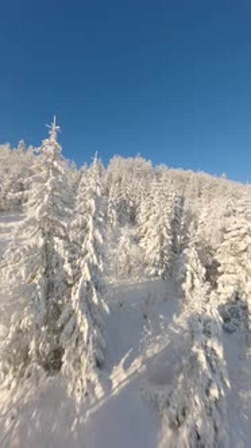 FPV Drone Flying Close to the Snowcovered Trees in a Snowy Winter Forest