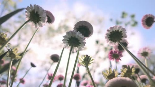 pink English daisy flowers, Bellis perennis swaying in breeze on spring day