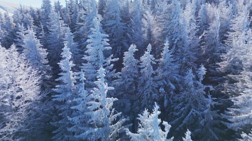 Aerial View of Snow-Covered Pine Trees in a Calm Winter Forest Landscape