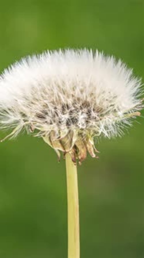 Closeup Dandelion Seed Flower Blooming in Green Background Nature Time Lapse Vertical