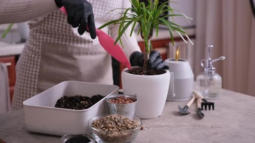 Woman Replanting Dracaena House Plant at Home