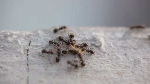 Gruppe schwarzer Ameisen, die das Futter auf einer weißen Oberfläche tragen