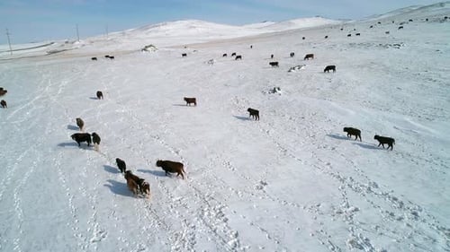 Vue aérienne sur de nombreuses vaches paissant sur un champ enneigé Beau paysage d'hiver
