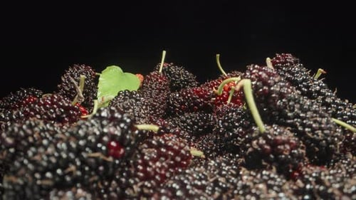 Un puñado de moras arrancadas sobre un fondo negro,