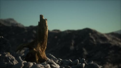 Dead Pine Tree at Granite Rock at Sunset