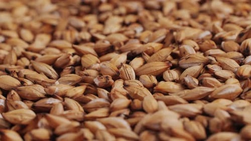 Chá seco de feijão torrado de cevada em pequeno prato sobre fundo de madeira