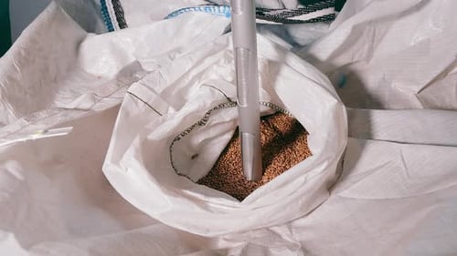 Grain Quality Inspection Agricultural Sampling Process An Agricultural Probe Collects Grain Samples