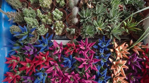 Assorted Colorful Cacti and Succulents in Pots