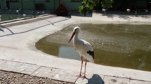 343 The stork walks along the shore of an artificial pond. Crane.