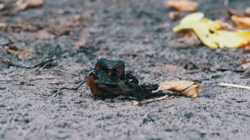 Stag Beetles Wrestling on the Forest Floor