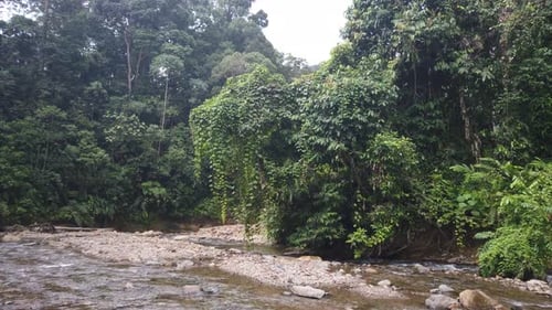 Tilting shot of a hanging tree, hanging over a small river in a rainforest.
Shot on Sumatra, Indon