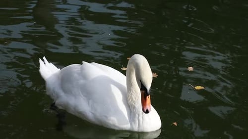 White Swan Swimming in Pond on Sunny Day