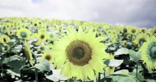 Sunflowers Bloom in a Vibrant Field Under a Cloudy Sky in Summer