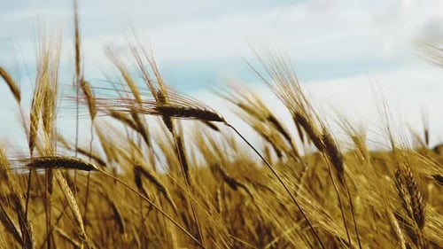 Golden Wheat Field Swaying in the Breeze