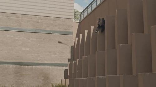 Young Adult Does Parkour in Urban Environment